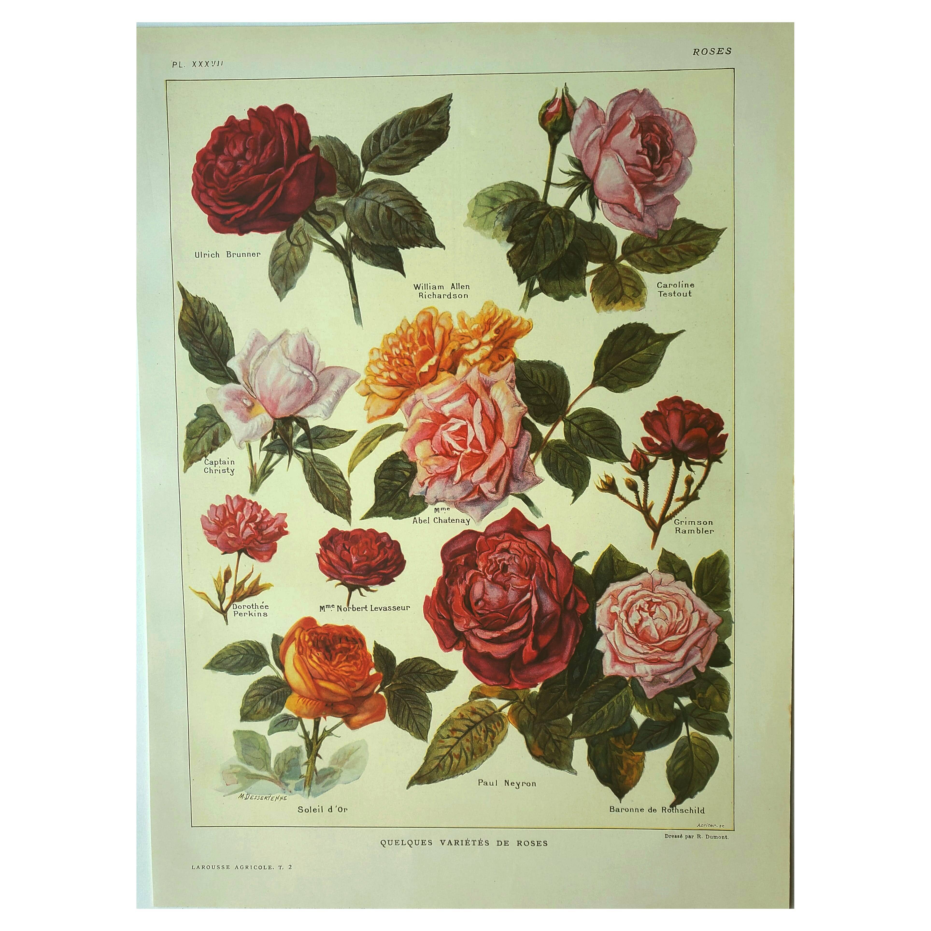 Botanical plate 1921 A. Millot - Roses, varieties, flowers, garden. Engraving