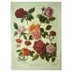 Botanical plate 1921 A. Millot - Roses, varieties, flowers, garden. Engraving