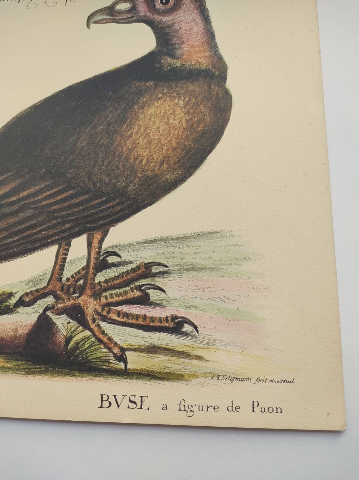 Old bird engraving - Hawk with peacock figure - Zoological plate by Seligmann & Catesby