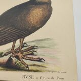 Old bird engraving - Hawk with peacock figure - Zoological plate by Seligmann & Catesby