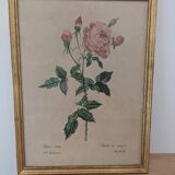 Lithograph PJ Redouté