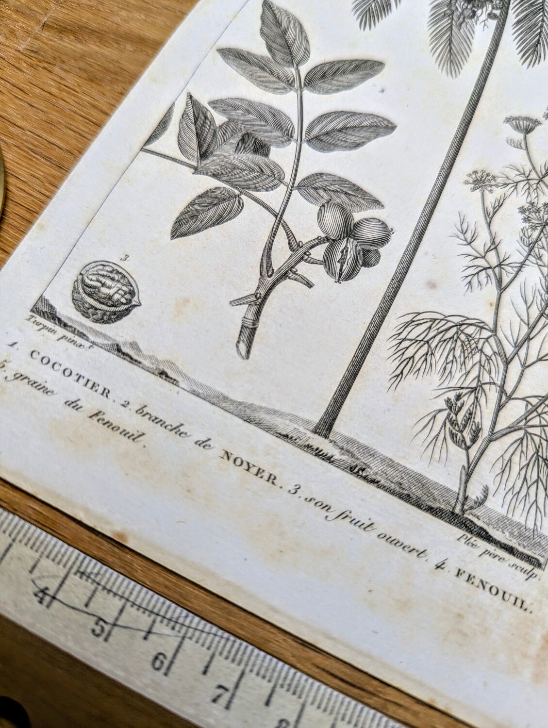 Printed in 1818, coconut tree, walnut and fennel. By Saint-Pierre.