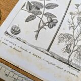 Printed in 1818, coconut tree, walnut and fennel. By Saint-Pierre.