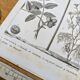 Printed in 1818, coconut tree, walnut and fennel. By Saint-Pierre.