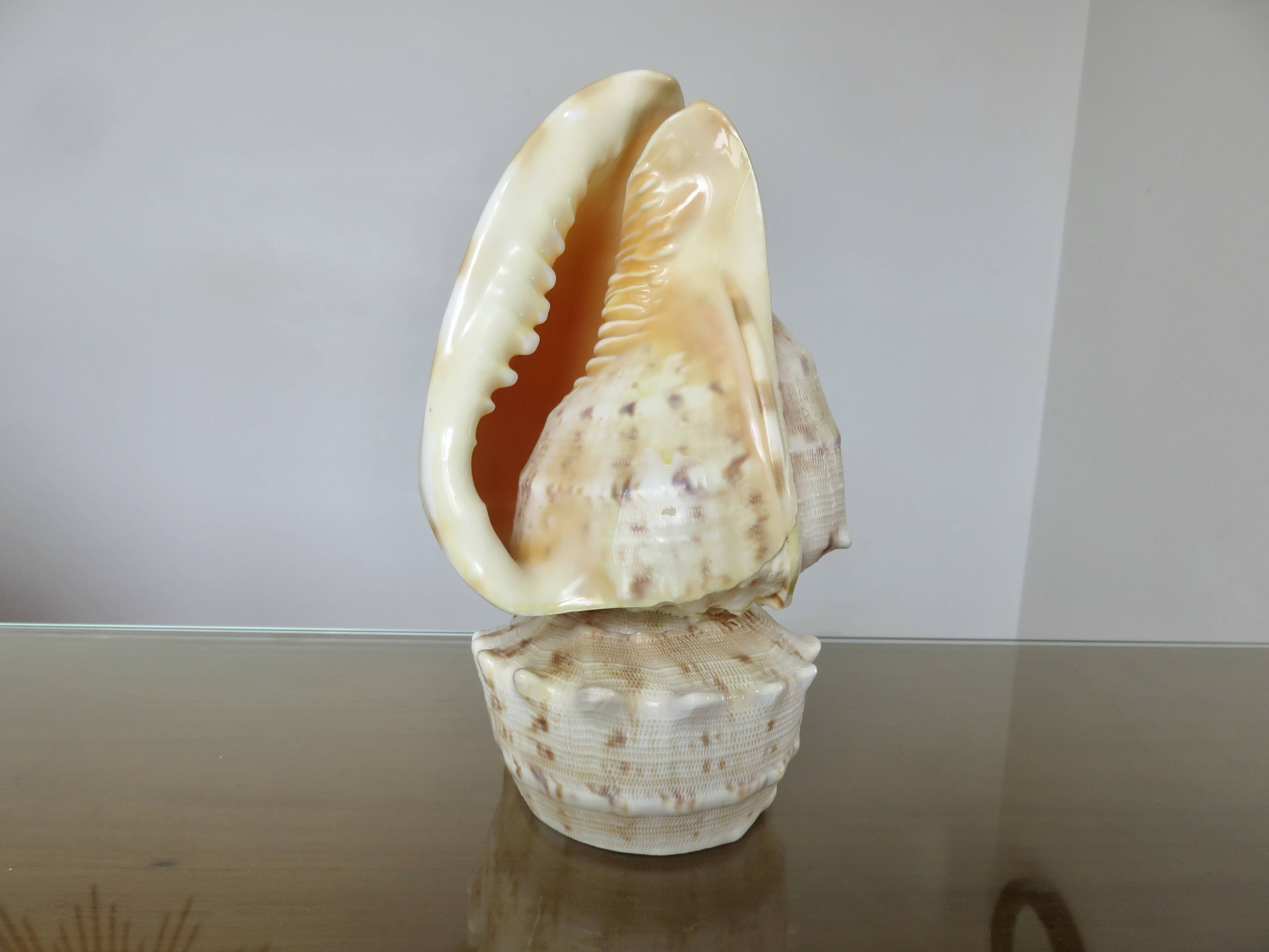 Lampe coquillage "cassis cornita" années 70