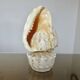 Lampe coquillage "cassis cornita" années 70