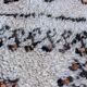 Beni Ourain Moroccan rug white - 190 x 338 cm