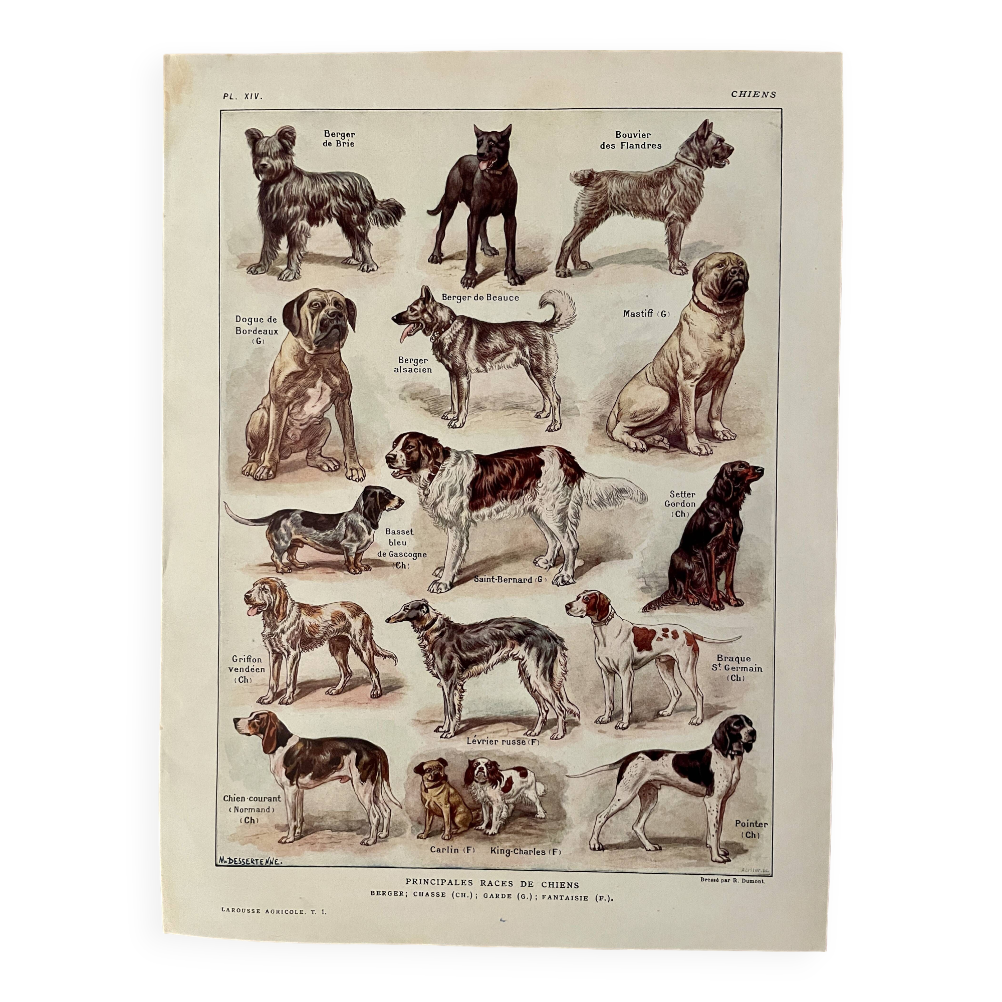 Lithographie sur les chiens - 1920