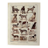 Lithograph on dogs - 1920