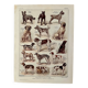 Lithograph on dogs - 1920