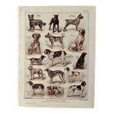 Lithograph on dogs - 1920
