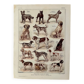 Lithograph on dogs - 1920