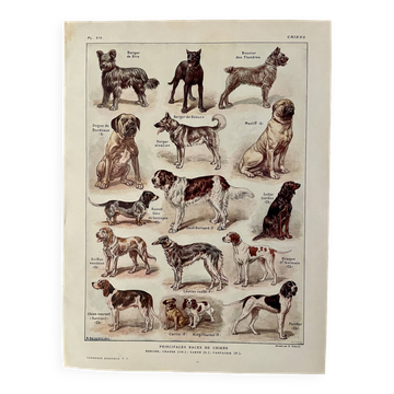 Lithograph on dogs - 1920