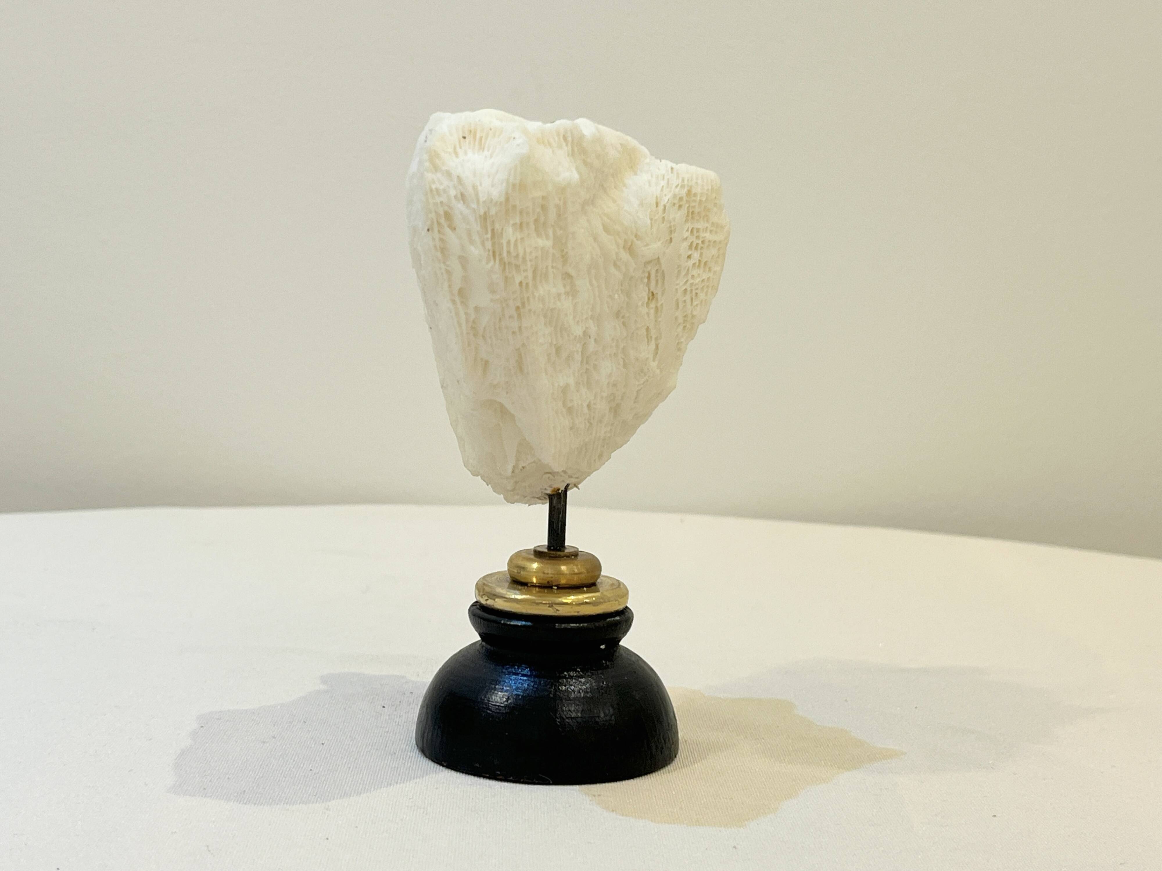 Antique natural white wave coral on wooden base Napoleon III cabinet of curiosities