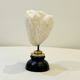 Antique natural white wave coral on wooden base Napoleon III cabinet of curiosities