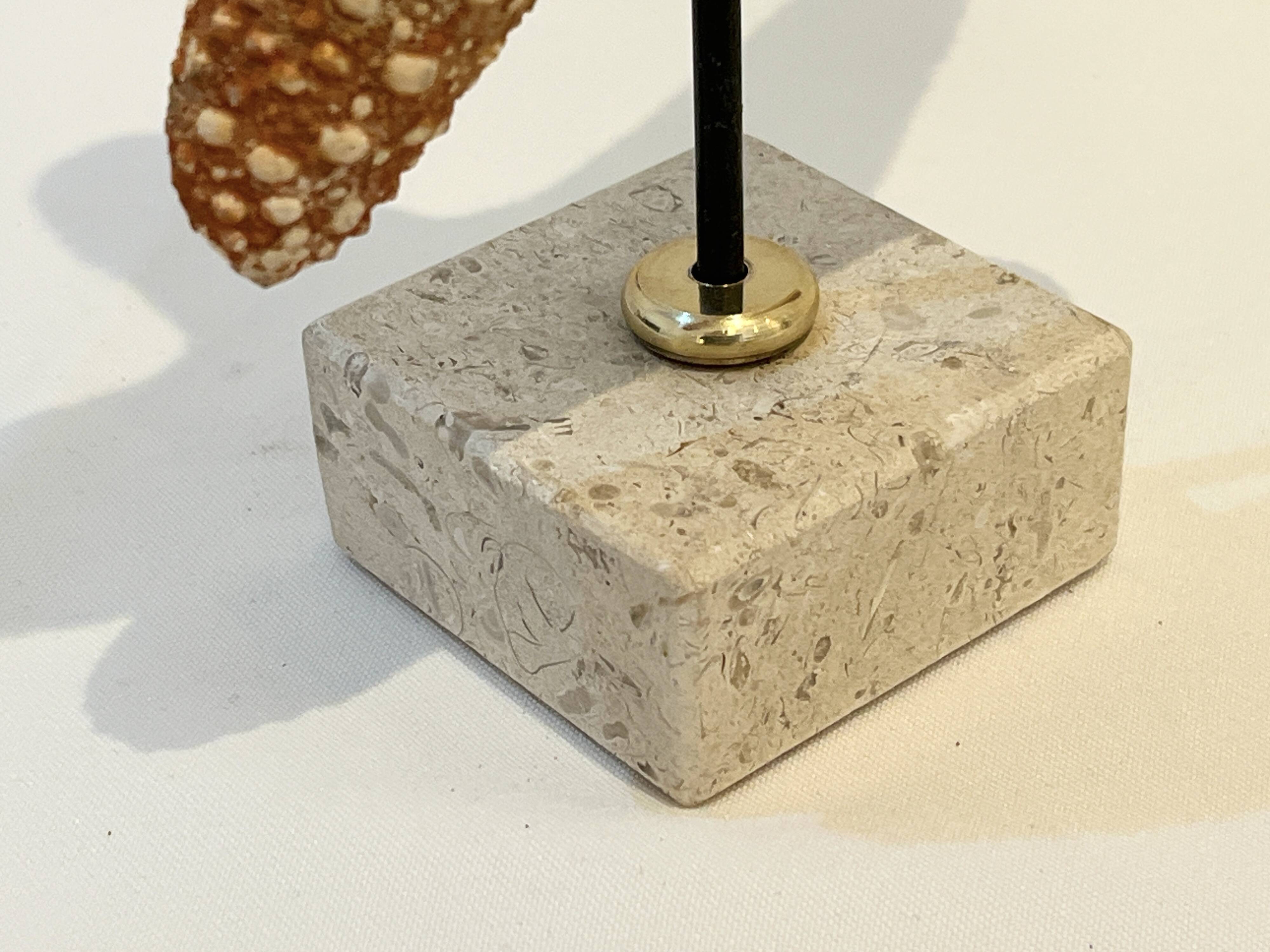 XXL Vintage Natural Starfish on Marble Base Cabinet of Curiosities