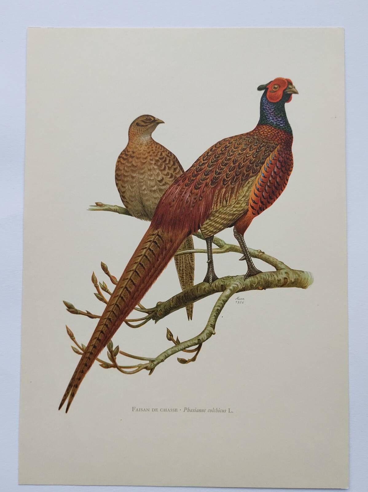 Planche oiseaux Années 60 - Faisan de Chasse - Illustration ornithologique vintage