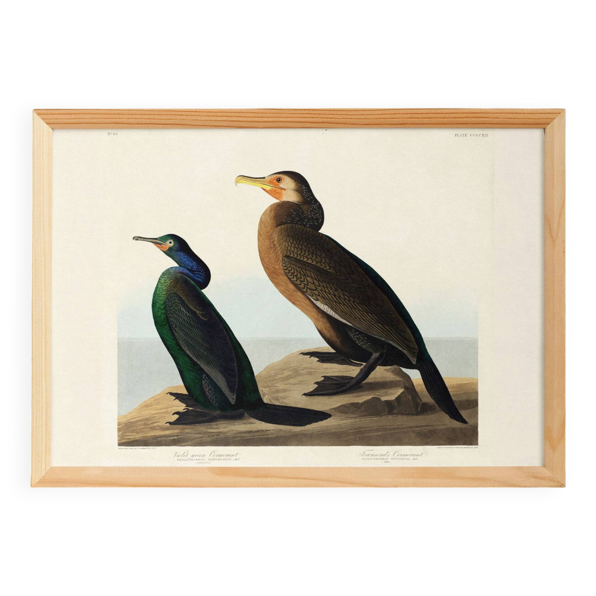 Poster about the Cormorant, based on an old engraving from 1827.