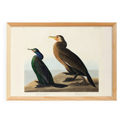 Affiche sur le Cormoran, d’après une gravure ancienne de 1827.