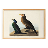 Poster about the Cormorant, based on an old engraving from 1827.
