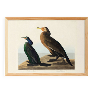 Poster about the Cormorant, based on an old engraving from 1827.