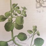 Two English botanical boards, 1878