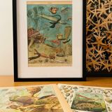 Lithographie sur les poissons d'eau douce de 1921