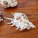 Shells and coral