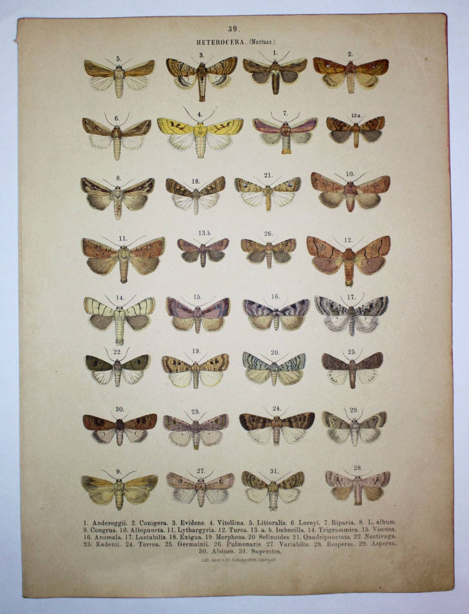 Antique print of Butterflies - Lithograph from 1887 - Andereggii - Original illustration