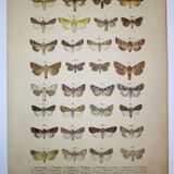 Antique print of Butterflies - Lithograph from 1887 - Andereggii - Original illustration