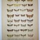 Antique print of Butterflies - Lithograph from 1887 - Andereggii - Original illustration