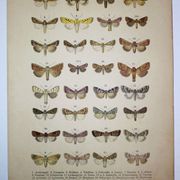 Antique print of Butterflies - Lithograph from 1887 - Andereggii - Original illustration