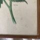 Botanical posters, flower and lemon lithographs, metal frame