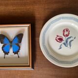Naturalized butterfly frame