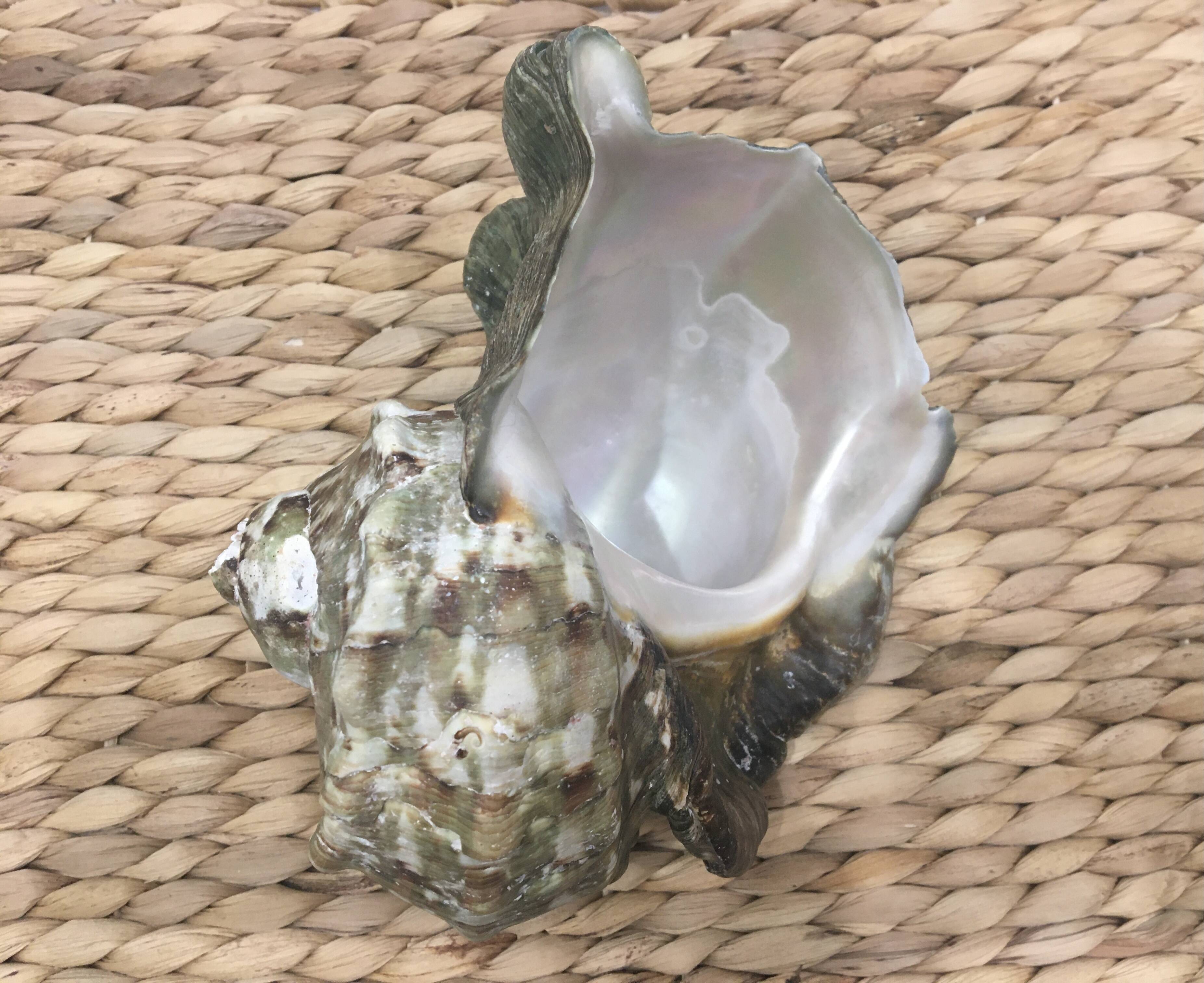 Shell - Whelk
