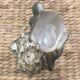 Shell - Whelk