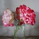 Vase Flacon ancien conservation verre transparent