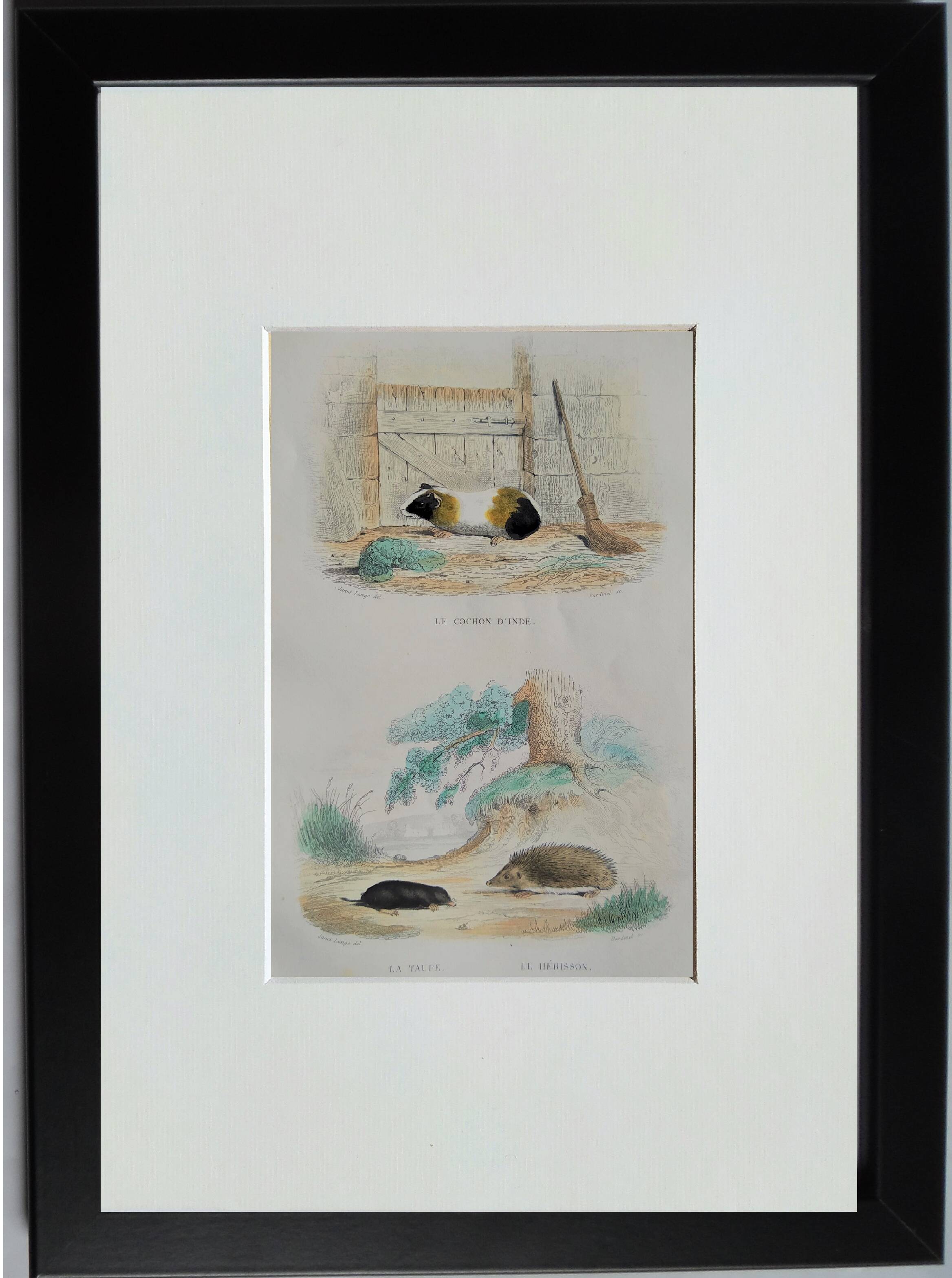 4 original zoological plates "Rat, Marten, Guinea Pig, Shrew,..."
