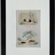 4 original zoological plates "Rat, Marten, Guinea Pig, Shrew,..."