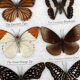 Naturalised butterflies