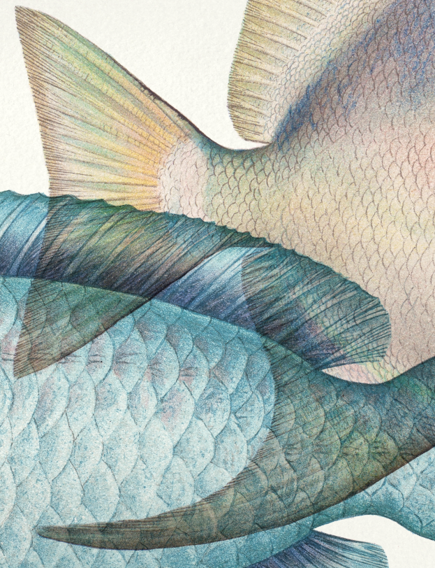 Lithography illustration animal fish