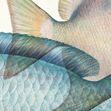 Lithographie illustration poisson animal