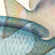 Lithography illustration animal fish