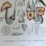 Trio of 19th-century botanical engravings