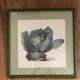 Lot of 6 old vegetable images