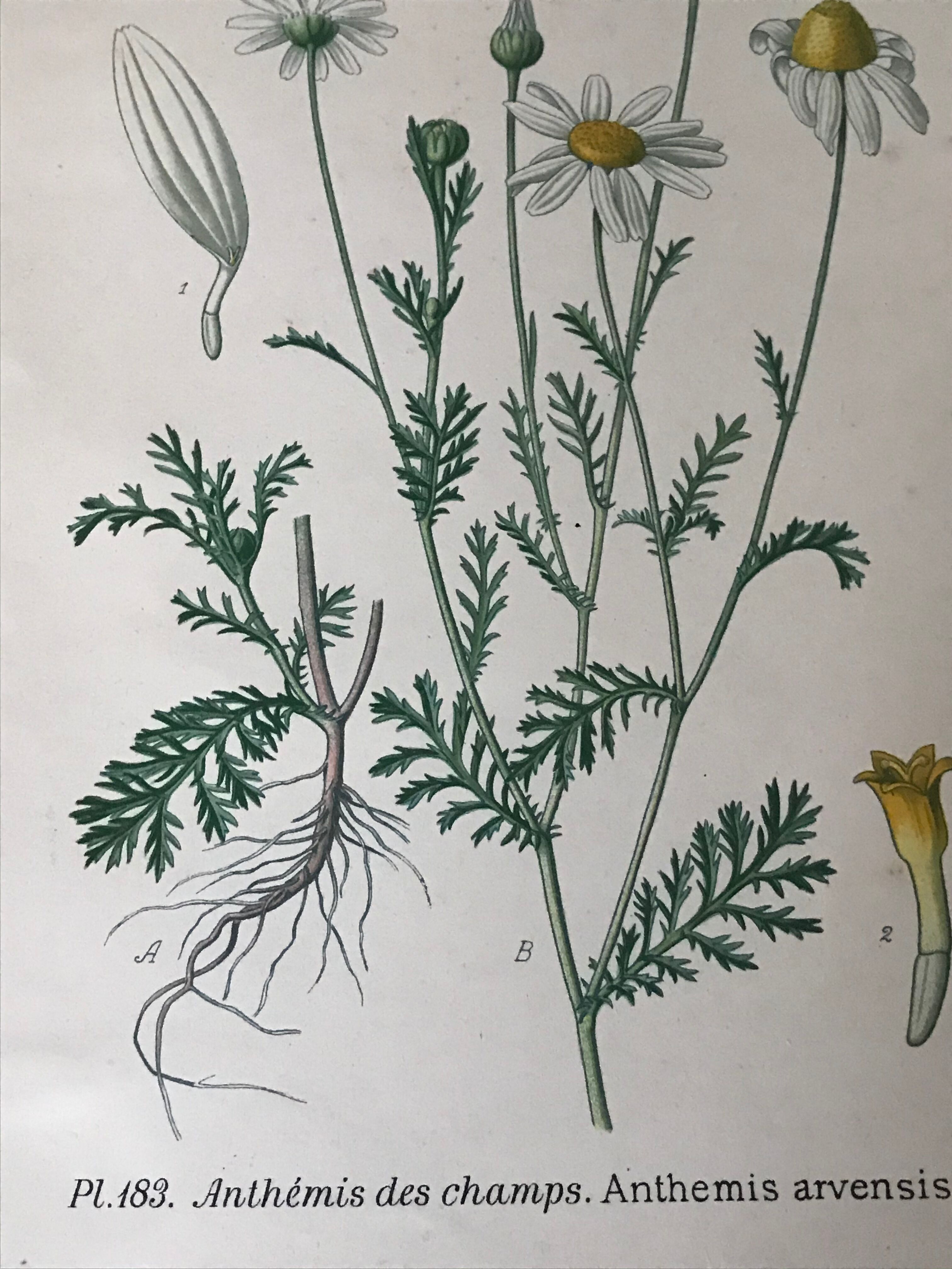 Botanical flowering boards of 19th century fields