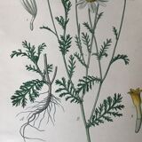 Botanical flowering boards of 19th century fields