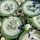 11 old dessert plates from the Pexonne earthenware factory, green and cream fruit decoration