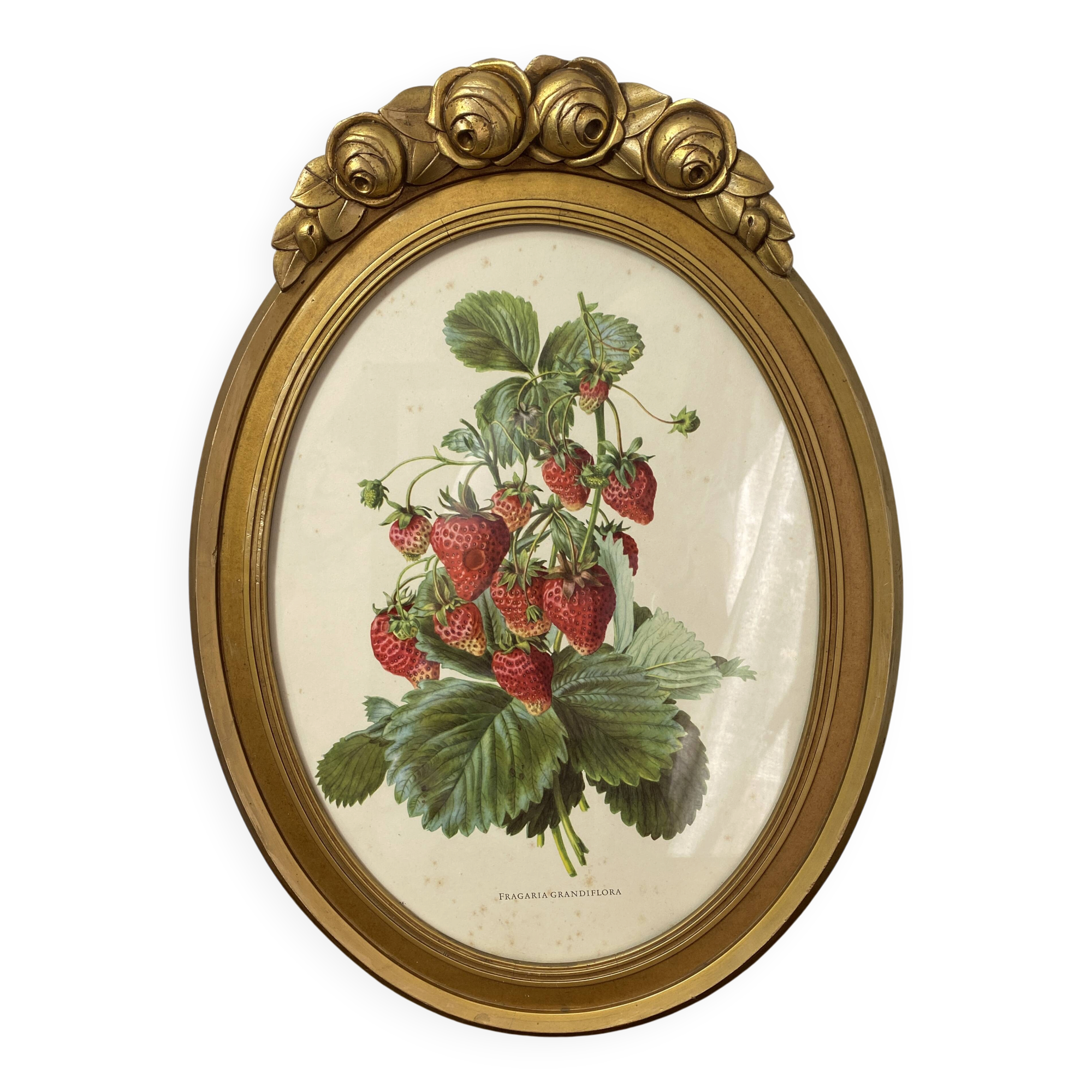 Framed botanical print of Fragaria Grandiflora