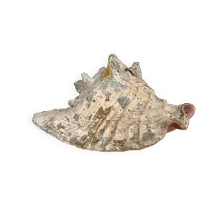 coquillage conque lambi
